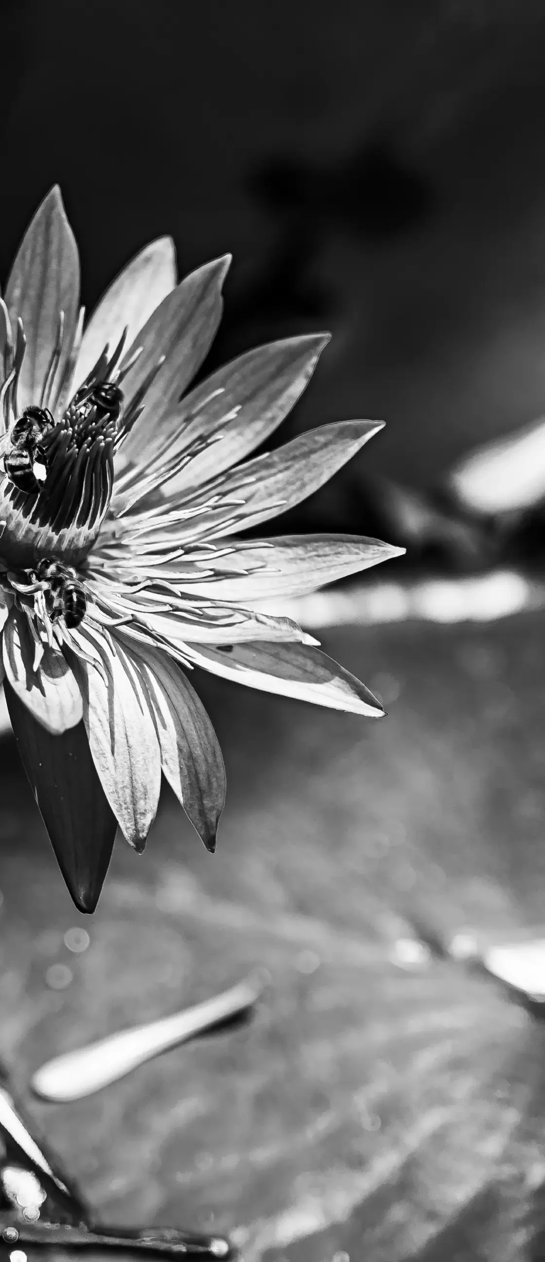 NOIR & BLANC